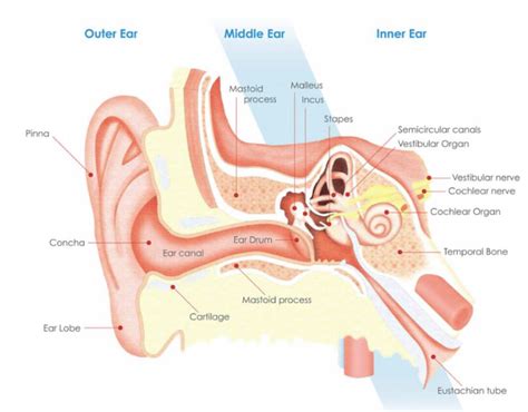 Hearing Explained Bay Audio