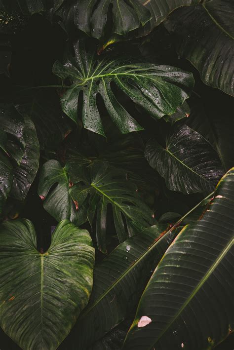 20 Best Free Green Pictures On Unsplash In 2019 Plant Wallpaper