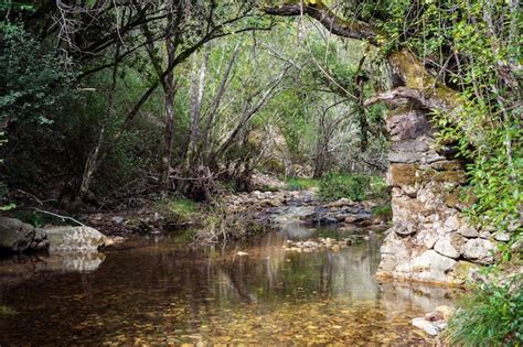 Río Cristalino En El Bosque Horizontal Foto Premium