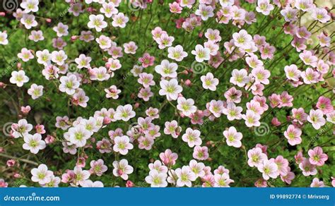 Bright Flowers Moss Stock Photo Image Of Lawn Fresh 99892774