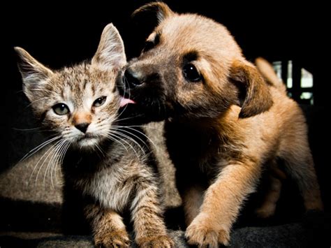 Singapore Plans To Increase Penalties For Animal Abuse Petmd
