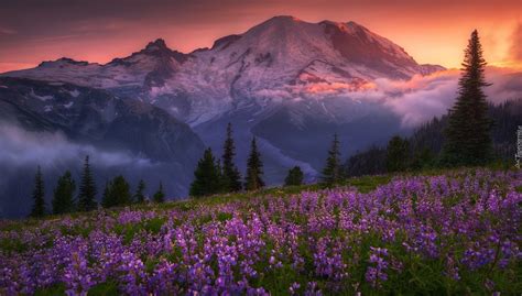 Łubinowa łąka Z Widokiem Na Stratowulkan Mount Rainier