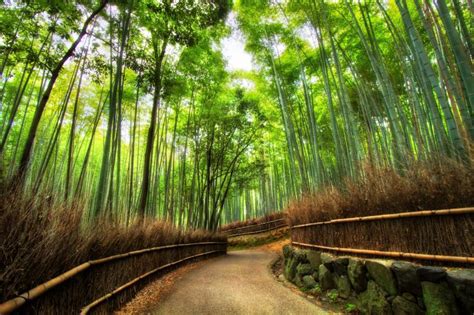 Free Download Bamboo Forest Kyoto Japan K Wallpaper Desktop Background Flickr X For