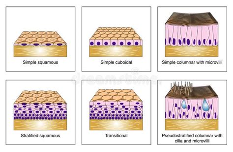 Types Of Epithelial Tissue