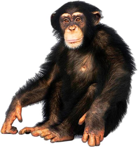 Chimpanzee Monkey On White Background Free Transparent Png Download