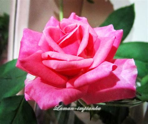 Maksud dari warna bunga ros. laman impianku...: MAKSUD WARNA BUNGA ROS