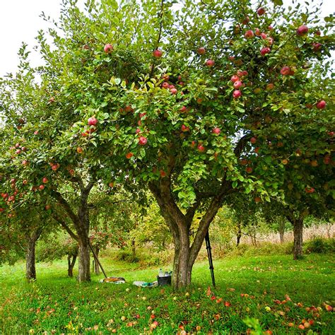 Semi Dwarf Apple Tree Yield Create Small Fruit Trees With This