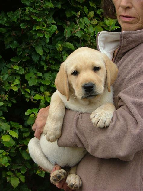 He's usually pretty good about waiting until we let him out of the few pups are as cute as these on our golden retriever puppy pictures page. Fabulous Yellow Labrador Puppies For Sale | Kidderminster ...