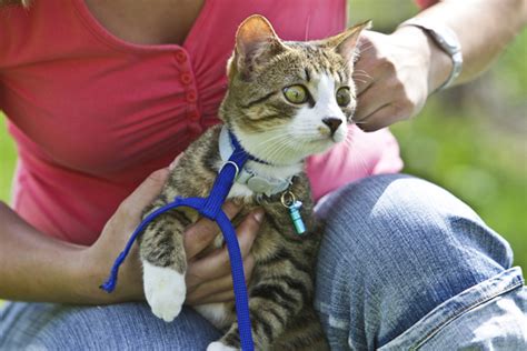 Il y a 2029 ans. Four Tips for Keeping Indoor-Outdoor Cats Safe - Catster