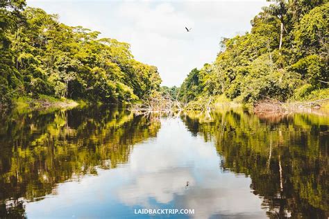 A Complete Guide To Visiting The Amazon In Peru — Laidback Trip