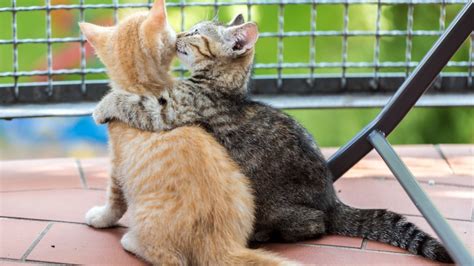 the cutest cat hug photos to warm your heart woman s world