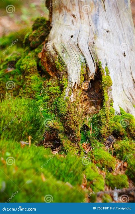 Mossy Tree Trunk Stock Photo Image Of Leaf Light Green 76018818