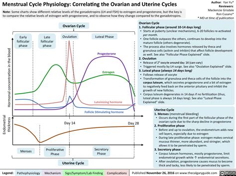 Menstrual Cycle Physiology Correlating The Ovarian And Uterine Cycles
