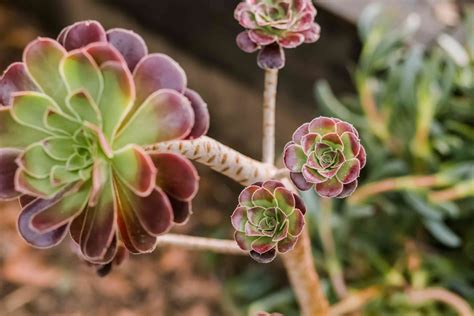 Aeonium Plant Care And Growing Guide