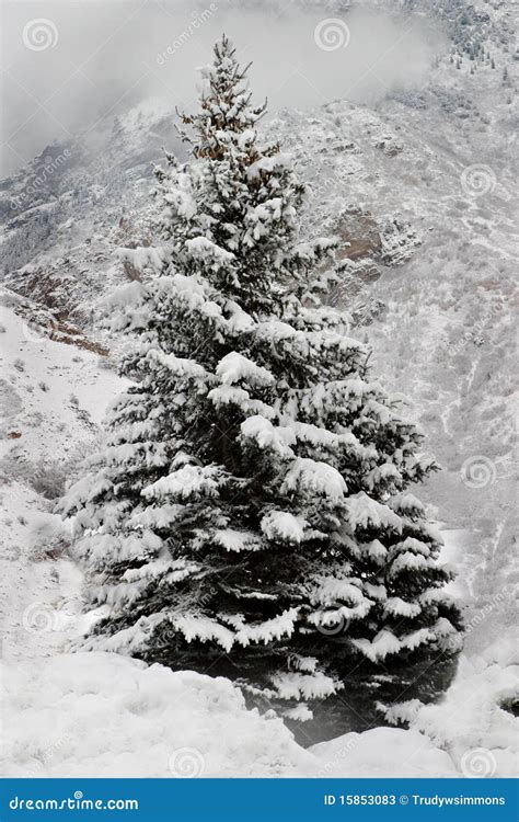 A Snow Covered Pine Tree In The Mountains Stock Photos Image 15853083