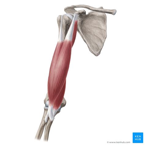 Muscles Of The Upper Arm Biceps Triceps Teachmeanatomy Chegospl