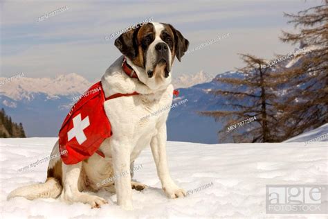 Dog St Bernard Mountain Rescue Dog Wearing Barrel Round Neck In