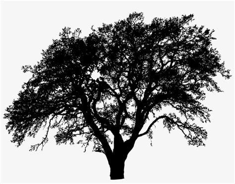 One More Tree Silhouette Silhouette Of Live Oak Tree Png