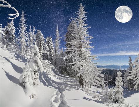 Beautiful Night Winter Landscape In The Mountain Forest