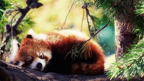 Red Panda Wallpapers Wallpaper Cave