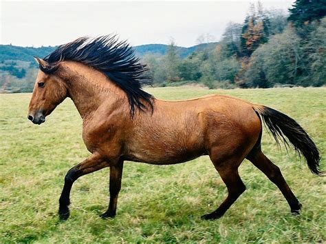 mustang horses images  pinterest beautiful horses wild horses  wild mustangs