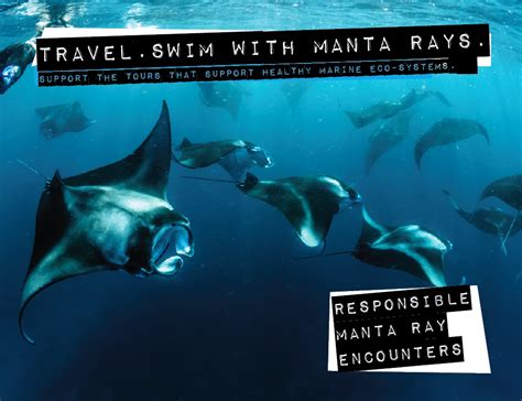 Fascinating Manta Ray Facts Seethewild Wildlife Conservation