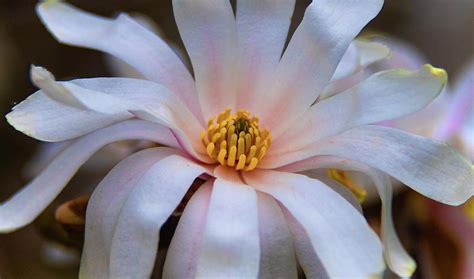 Beautiful Spring Flowers Howard County Indiana Photograph By William