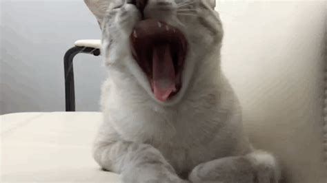 Cat Yawn Cat Yawning Cats Yawning