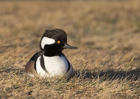 Drake Hooded Merganser Out Of The Water Feathered Photography
