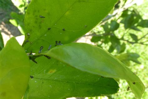 Citrus Greening Brazoria