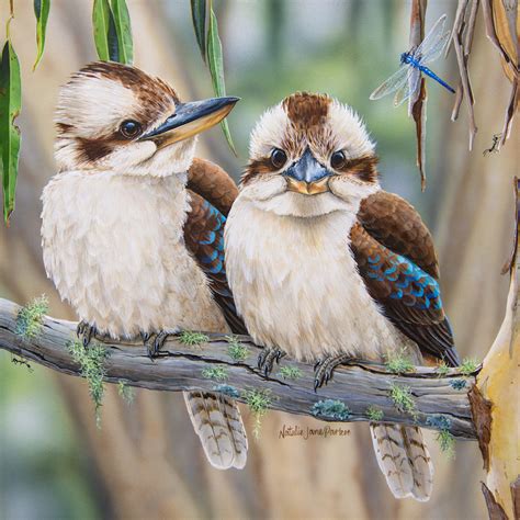 Life Among The Gum Trees Laughing Kookaburras With Blue Dasher