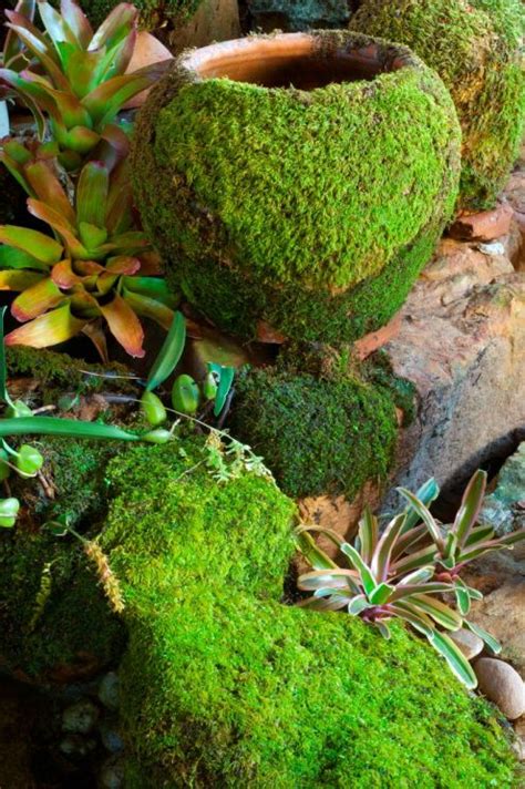 Add Charm To Pots And Stones With A Little Moss Diy Backyard