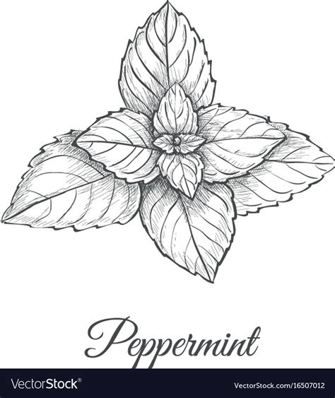 Peppermint Skech Hand Drawing Royalty Free Vector Image