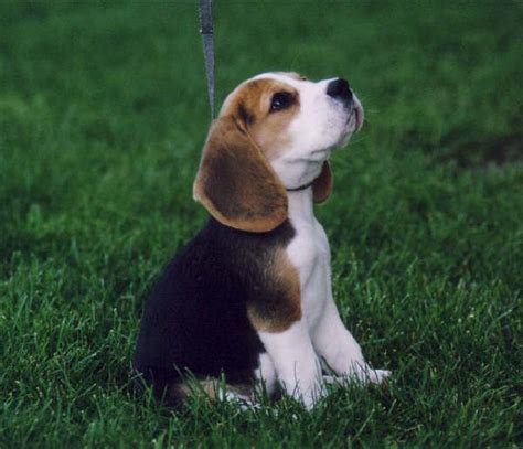 How Can You Tell A Purebred Beagle