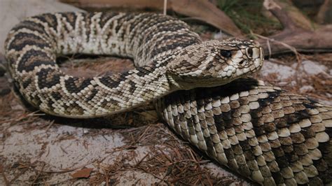 Venomous Snakes In Florida Map