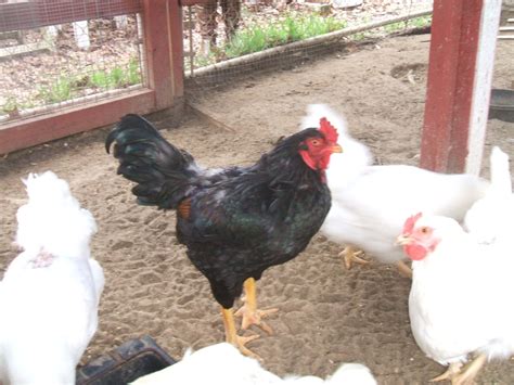 Dark Cornish And White Rock Cross Meat Project Backyard Chickens Learn How To Raise Chickens