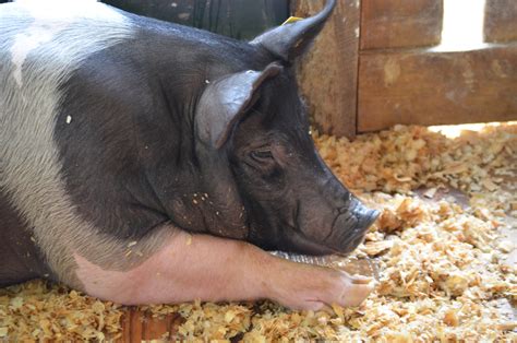 Piggy Free Stock Photo - Public Domain Pictures