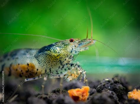 Foto De Caridina Serrata Taira Pet Shrimp Eating Carrot Shrimp Food On