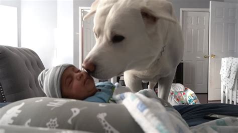 Labrador Meets Babies For The First Time Youtube