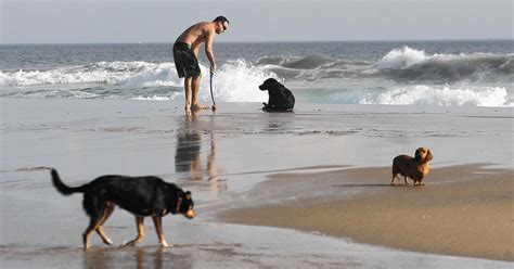 Survey Asks Should Newport Rein In Unleashed Dogs At No Mans Beach