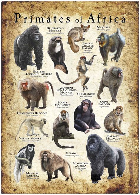 Primates Archives Inkart