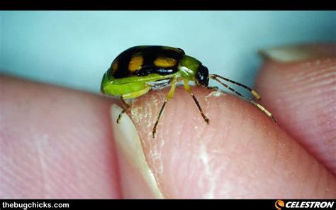 Chrysomelid Leaf Beetle Captured With A Microdirect Hd 1080p Digital