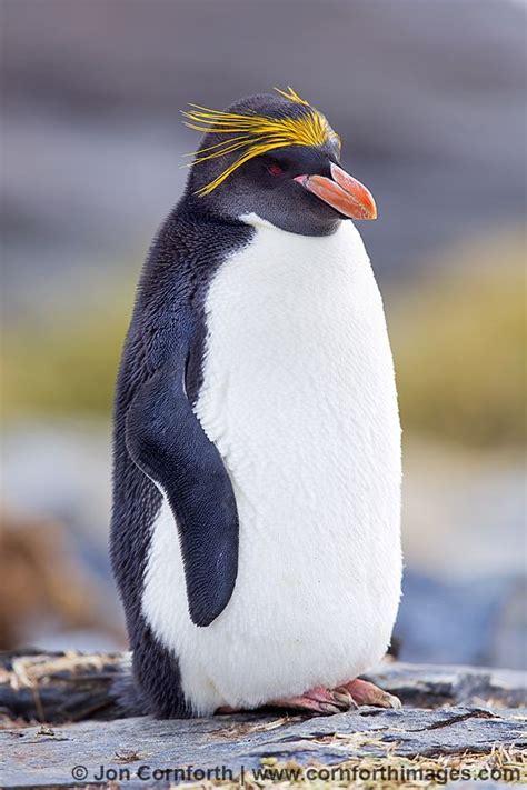 Macaroni Penguin Macaroni Penguin Rockhopper Penguin Penguin