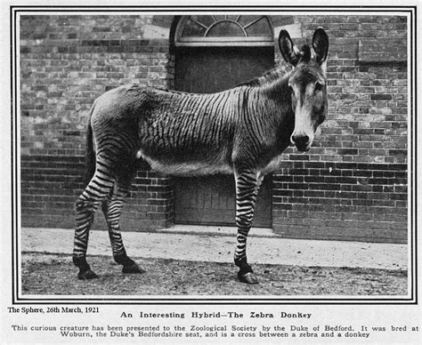 Zebra Horse Donkey Hybrid
