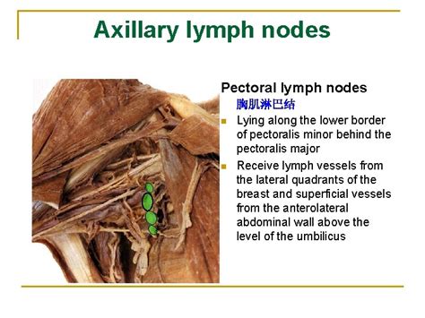 The Lymphatic System The Lymphatic System Heart Vein