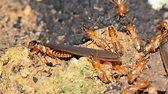 Termites Are Finally Being Recognized for What They Really Are: Social ...