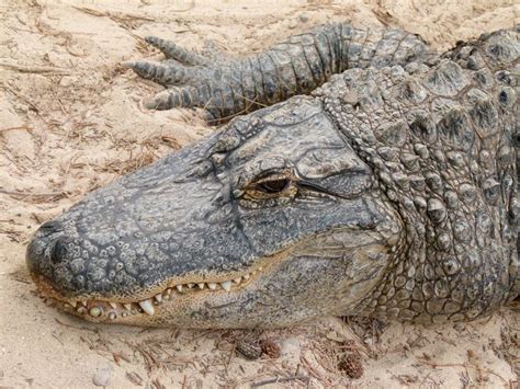This Giant Alligator Was Just Pulled Out Of Lake Okeechobee