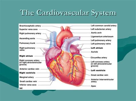 Human Anatomy And Physiology The Cardiovascular System 1