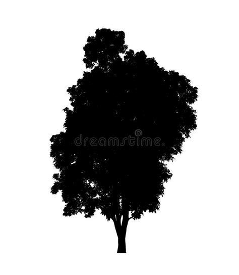 Tree Silhouettes Isolated On White Background Stock Image Image Of