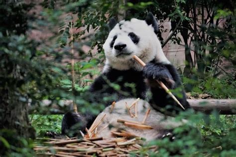 Großer Panda Ailuropoda Melanoleuca Ist Ein Einzelgänger Tiernah